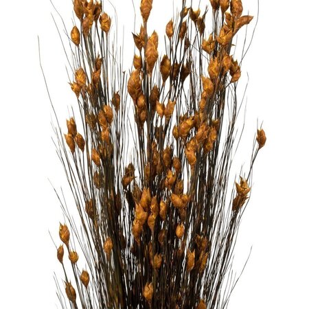 36-40" Bell Grass Aspen Pod 16oz Bundle