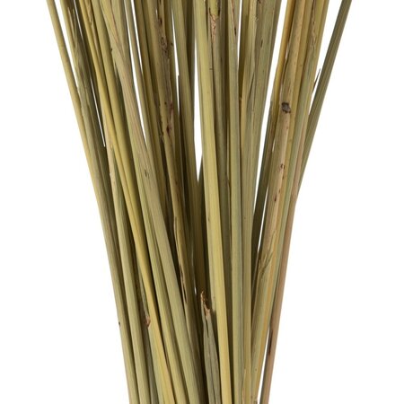 36" Natural Congo Grass 8oz Bunch