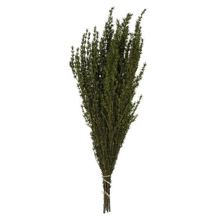 22-26" Basil Grabia 5-6oz Bundle