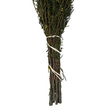 22-26" Basil Grabia 5-6oz Bundle