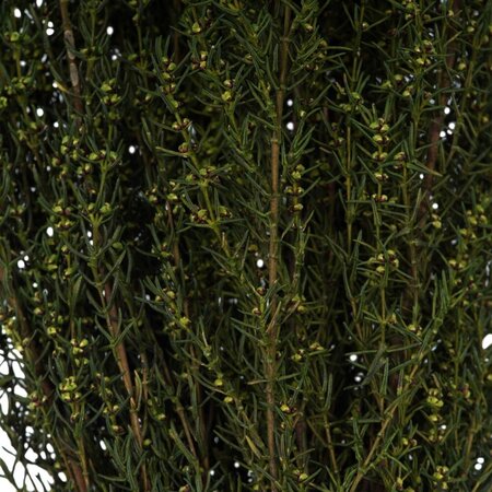 22-26" Basil Grabia 5-6oz Bundle