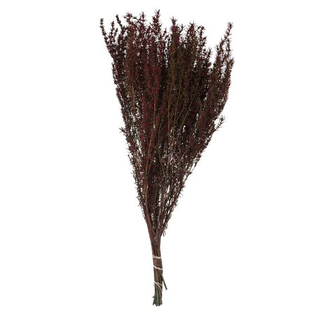 22-26" Merlot Grabia 5-6oz Bundle