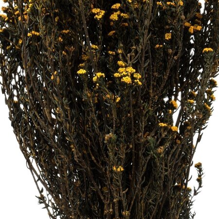 12-22" Aspen Gold Phylica Bundle 10oz