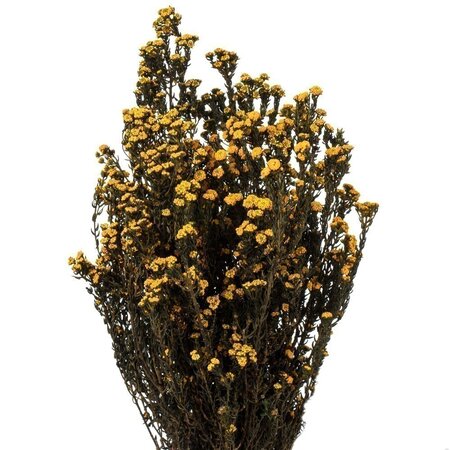 12-22" Aspen Gold Phylica Bundle 10oz