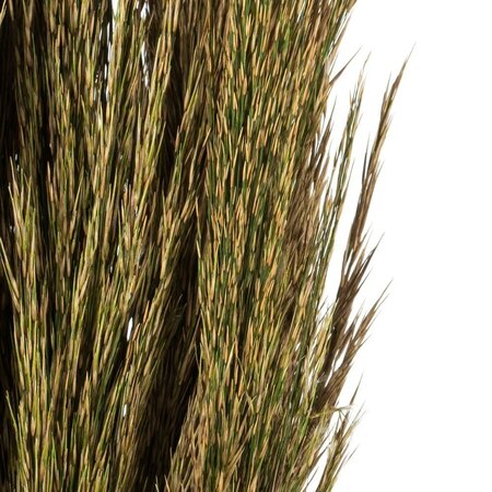 36" Natural Green Plume Reed Bundle 7oz