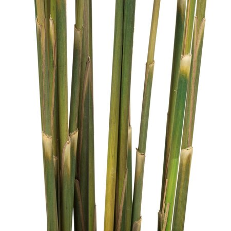 36" Natural Green Plume Reed Bundle 7oz