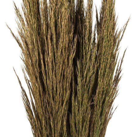 36" Natural Green Plume Reed Bundle 7oz