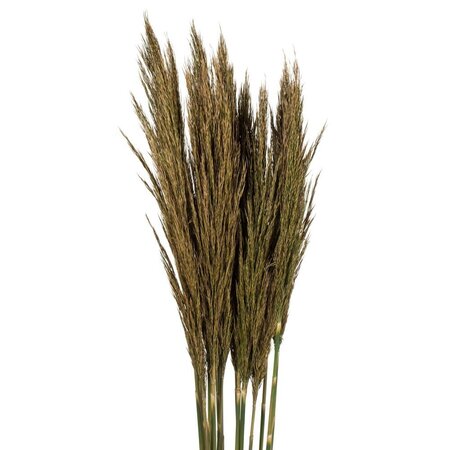 36" Natural Green Plume Reed Bundle 7oz