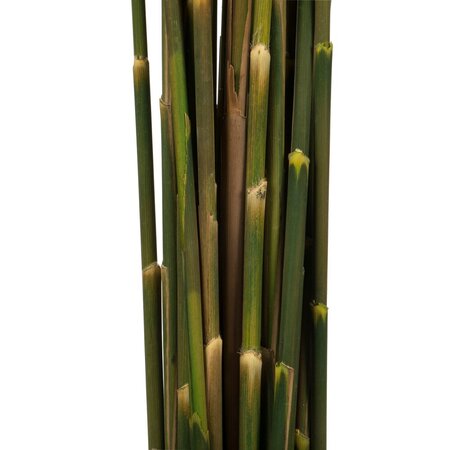36" Aspen Gold Plume Reed Bundle 7oz