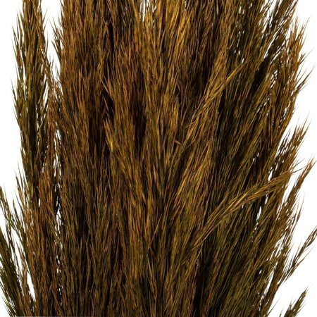 36" Aspen Gold Plume Reed Bundle 7oz