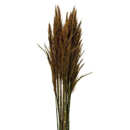 36" Aspen Gold Plume Reed Bundle 7oz
