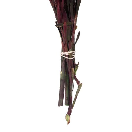 8-20" Merlot Plumosum Bundle 8 Heads