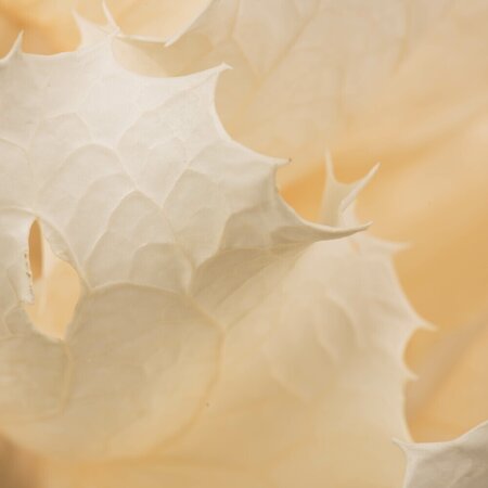 8" Bleached Queen Flower Stem