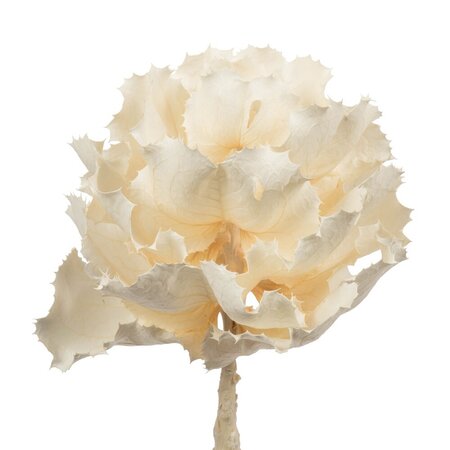 8" Bleached Queen Flower Stem