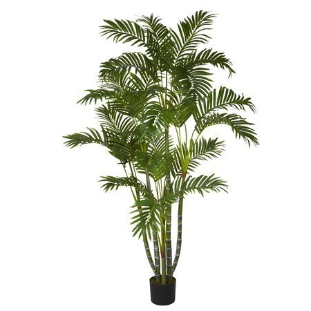5 feet Areca Palm Tree