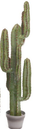 45” Sunset saguaro cactus