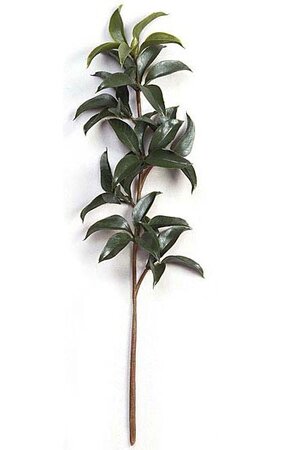 22 inches Mountain Laurel Branch - 8 Leaf Clusters - Green