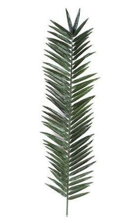66 inches Giant Palm Branch -  18 inches Width - Green