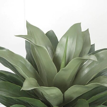 34 Inch Large Deluxe Outdoor Agave Attenuata Plant