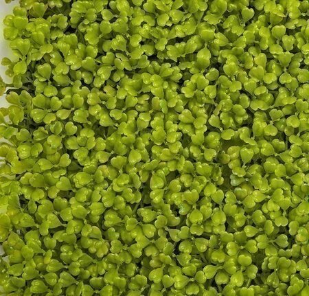 20 INCH X 20 INCH X 1 INCH POLYBLEND OUTDOOR BOXWOOD MAT | LIME GREEN OR BURGUNDY