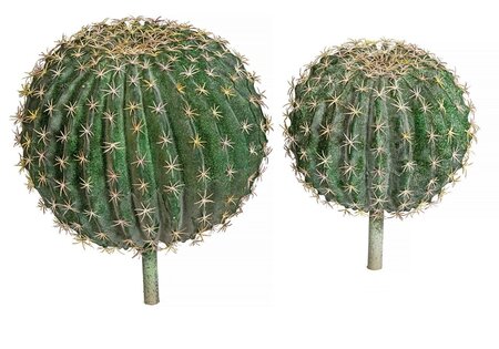 BARREL HEAD CACTUS WITH STEM | 12.5 inches OR 15.5 inches
