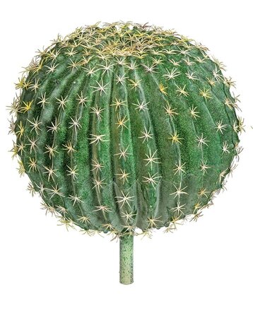 BARREL HEAD CACTUS WITH STEM | 12.5 inches OR 15.5 inches