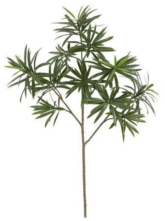 21.5 Inch Podocarpus Spray (Sold Per Piece)