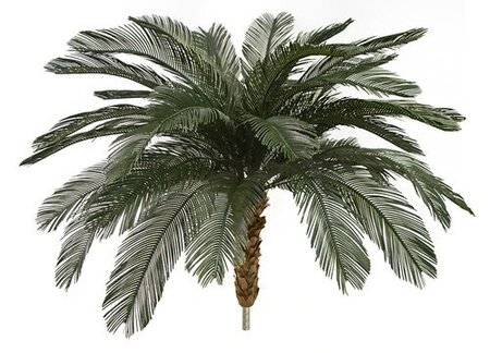 4.5 Feet, 5.5 Feet, 7.5 Feet, 8.5 Feet Tall X 68 Inch Width - Polyblend Cycas Palm Trees