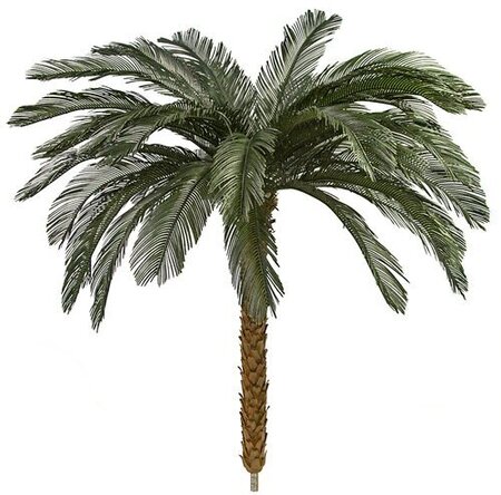 4.5 Feet, 5.5 Feet, 7.5 Feet, 8.5 Feet Tall X 68 Inch Width - Polyblend Cycas Palm Trees