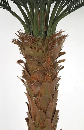 4.5 Feet, 5.5 Feet, 7.5 Feet, 8.5 Feet Tall X 68 Inch Width - Polyblend Outdoor Cycas Palm Trees