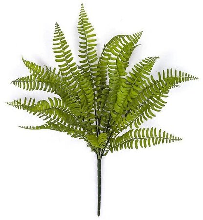 18 Inch L X 12 Inch W Outdoor Boston Fern Bush