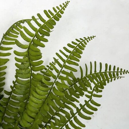 18 Inch L X 12 Inch W Outdoor Boston Fern Bush