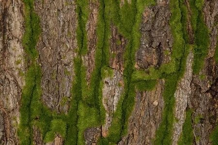 40 Inch X 20 Inch Foam Bark/Moss Sheet