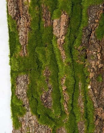 40 Inch X 20 Inch Foam Bark/Moss Sheet