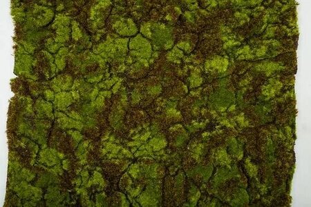 40 Inch L X 20 Inch W Green/Brown Flocked Moss Carpet