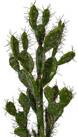 Prickly Pear Cactus With Needles - 42 Inches Or 52 Inches Tall