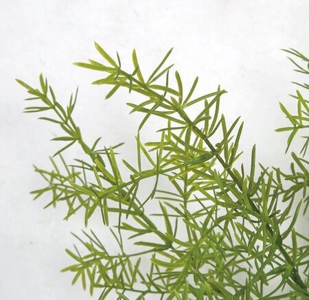 18 Inch Green Sprengerii (Asparagus) Bush