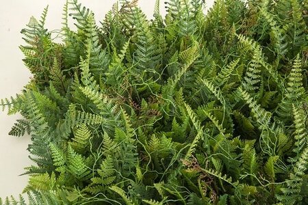 20 Inch X 20 Inch X 4 Inch Artificial Fire Retardant or Regular ***Mixed Fern Mat