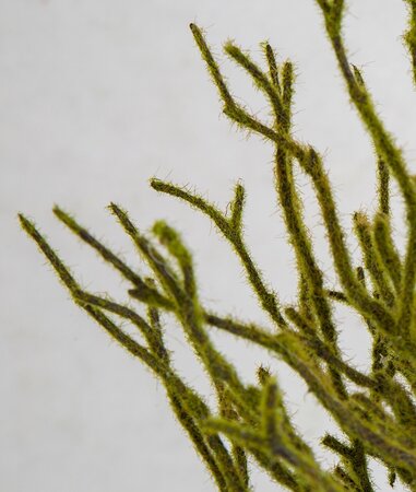 14 Inch Mossed Populous Spray