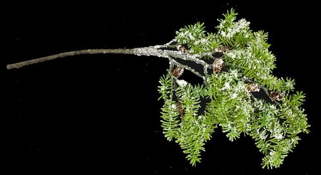44 Inch Iced/ Light Flock Fuji Fir Pine Spray With Mini Pine Cones
