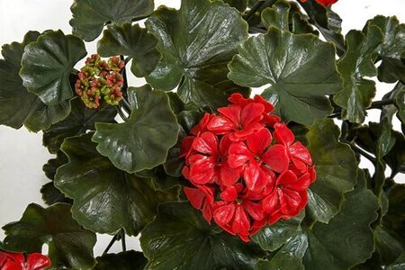 35 Inch Hanging Polyblend Outdoor Geranium Bushes | Red Or Pink