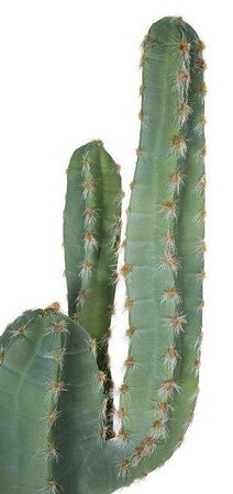 DESERT GREEN SAGUARO CACTUS WITH LIGHT NEEDLES | 54 inches TALL, OR 70.5 inches TALL
