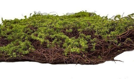 40 inches L X 20 inches W GREEN MOSS TWIG MAT ON COIR BACKING