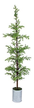 POTTED JUNIPER TREE | 6 FOOT OR 7 FOOT TREES