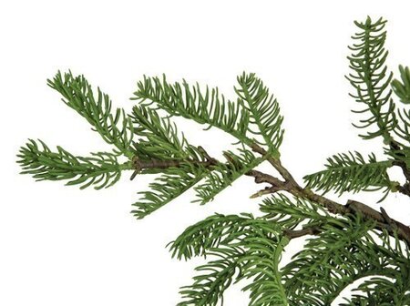 POTTED JUNIPER TREE | 6 FOOT OR 7 FOOT TREES