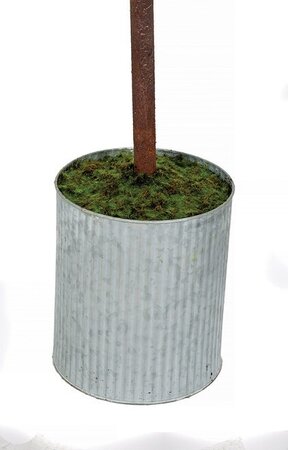 POTTED JUNIPER TREE | 6 FOOT OR 7 FOOT TREES
