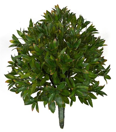 24 Inch Ifr Magnolia Leaf Bush Green With Red Tips