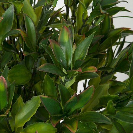 24 Inch Ifr Magnolia Leaf Bush Green With Red Tips
