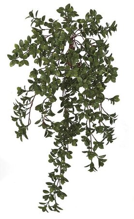 29.5 Inch Hanging Outdoor Uv Nematanthus Bush (Goldfish Plant)