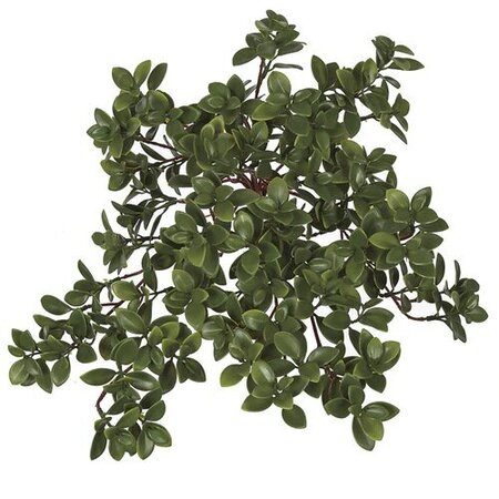 15 Inch Uv Outdoor Hanging Nematanthus Bush (Goldfish Plant)